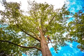 How Our Tree Care Process Works  in  Clinton, MO