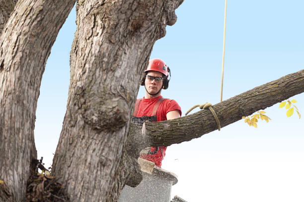 Reliable Clinton, MO Tree Services Solutions